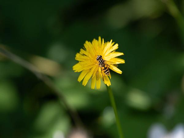 <h3>Helophilus pendulus /  / Gewone pendelvlieg</h3>